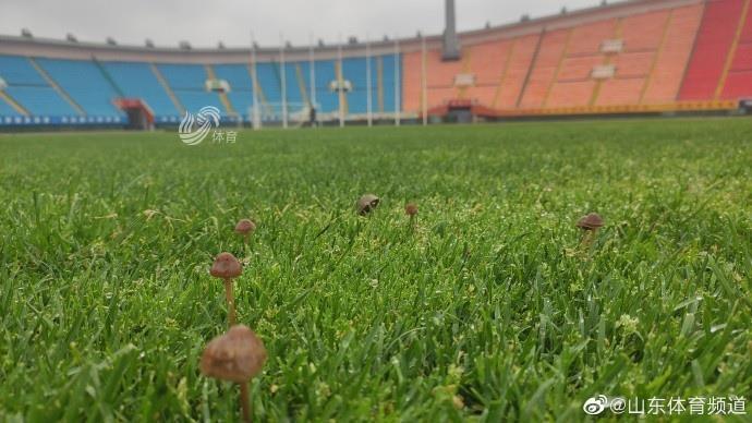 养分太充足？济南兴洲主场草坪出现菌类生物