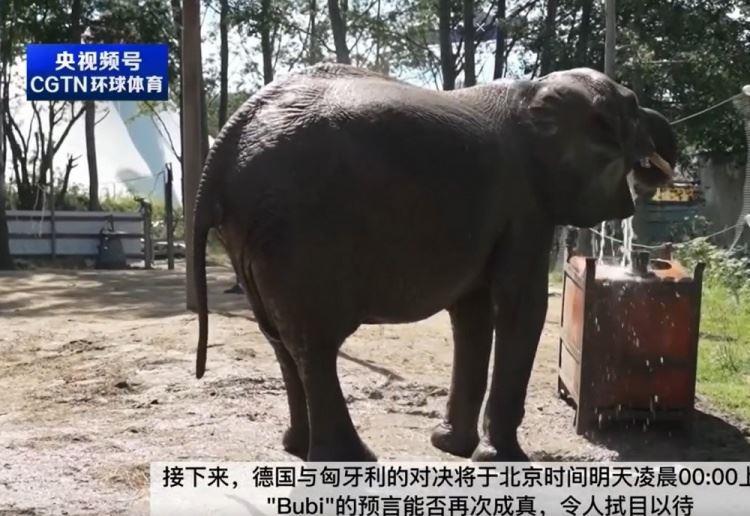 德国大象预测：德国对匈牙利续写胜绩，曾成功预测揭幕战赛果