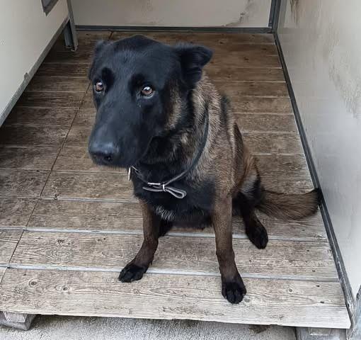 法媒：一条警犬在协助维持法甲联赛安保时去世，警队深感悲痛